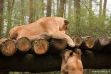 ������ ����������� ����� ����� ��� ������������� ������-�����